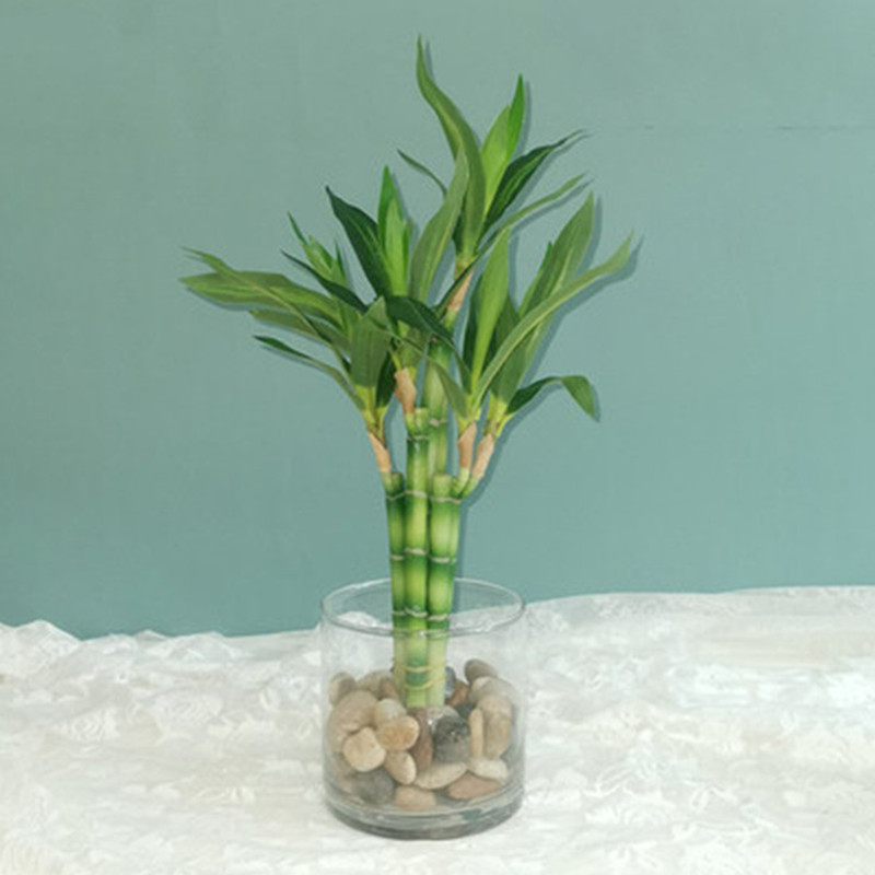 ต้นไผ่กวนอิมเทียมขนาด 40 ซม. พ - Dracaena Marginata บทวิจารณ์และราคา