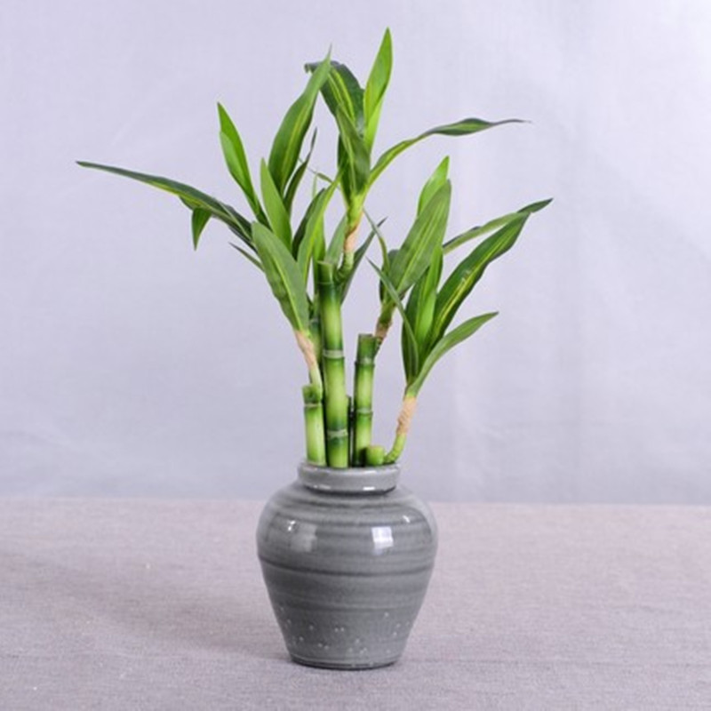 ต้นไผ่กวนอิมเทียมขนาด 40 ซม. พ - Dracaena Marginata บทวิจารณ์และราคา
