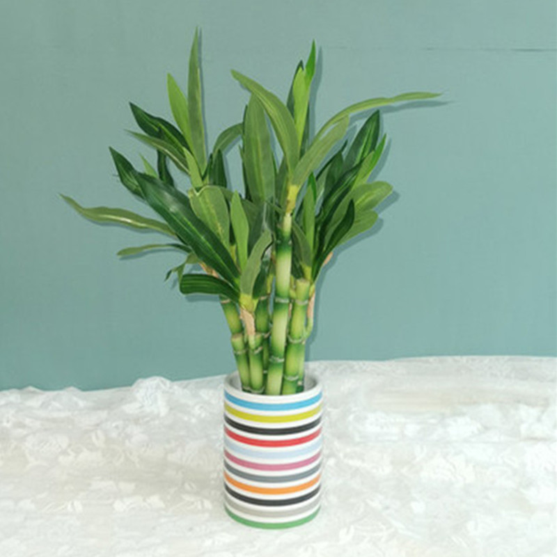 ต้นไผ่กวนอิมเทียมขนาด 40 ซม. พ - Dracaena Marginata บทวิจารณ์และราคา