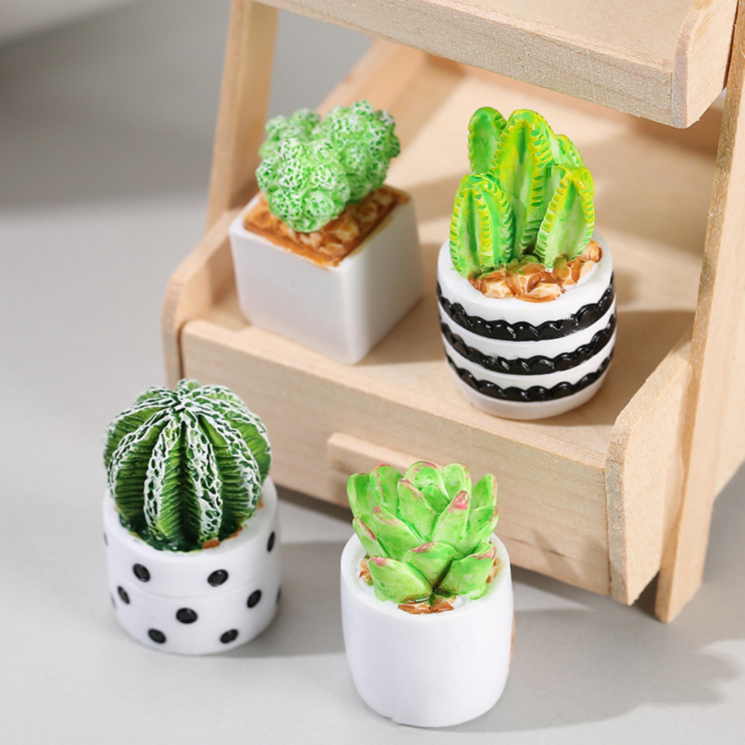 ชุด 4 ชิ้นของต้นกระบองเพชรและไ - Echeveria Succulent บทวิจารณ์และราคา